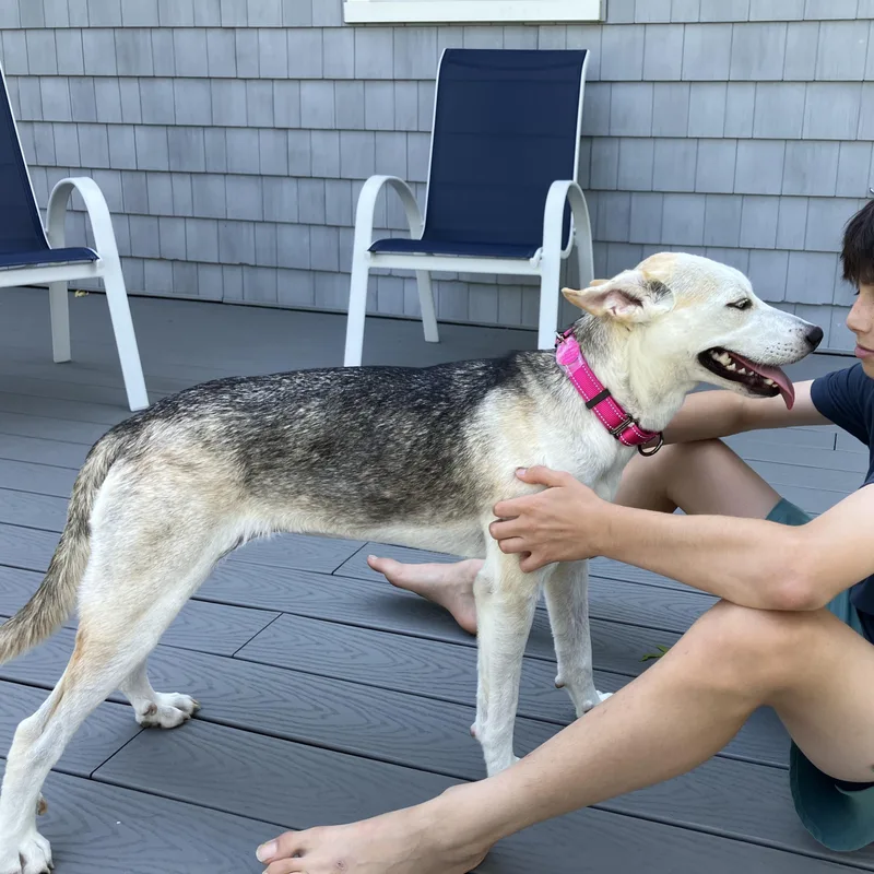 A baby medium-sized female White / Cream Cattle Dog dog named Sparkle for adoption in Chatham, NJ