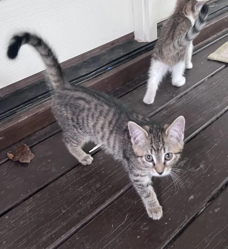 A baby medium-sized female Domestic Short Hair cat named Piglet for adoption in Pittsboro, NC