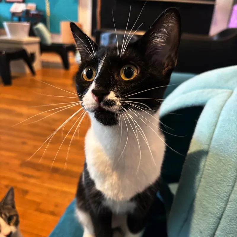 A young medium-sized female Domestic Short Hair cat named Ruby for adoption in Stokesdale, NC