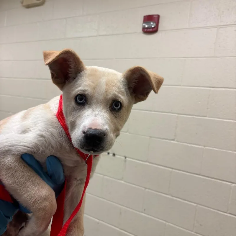 A baby small-sized female Yellow / Tan / Blond / Fawn Mixed Breed dog named Gum Drop for adoption in Memphis, TN
