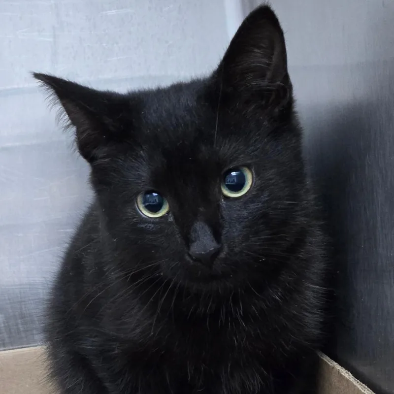 A baby small-sized female Black Domestic Short Hair cat named October for adoption in Newark, NJ