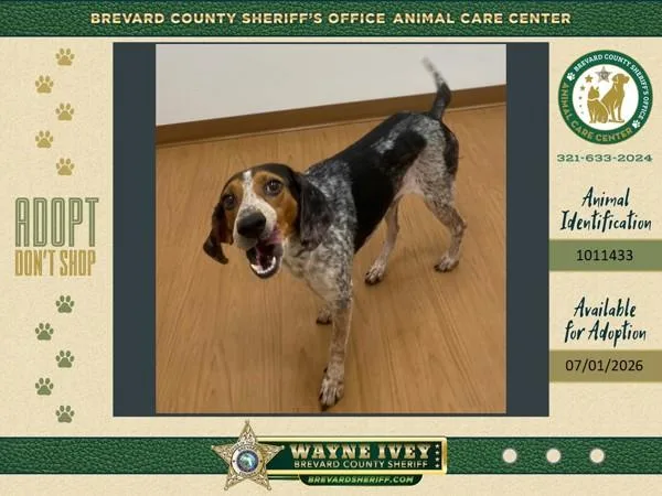 An adult medium-sized male Mixed Breed dog named Elmer Fudd for adoption in Melbourne, FL