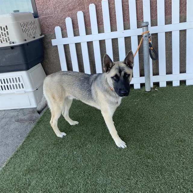 A young large-sized male German Shepherd Dog dog named A for adoption in Modesto, CA