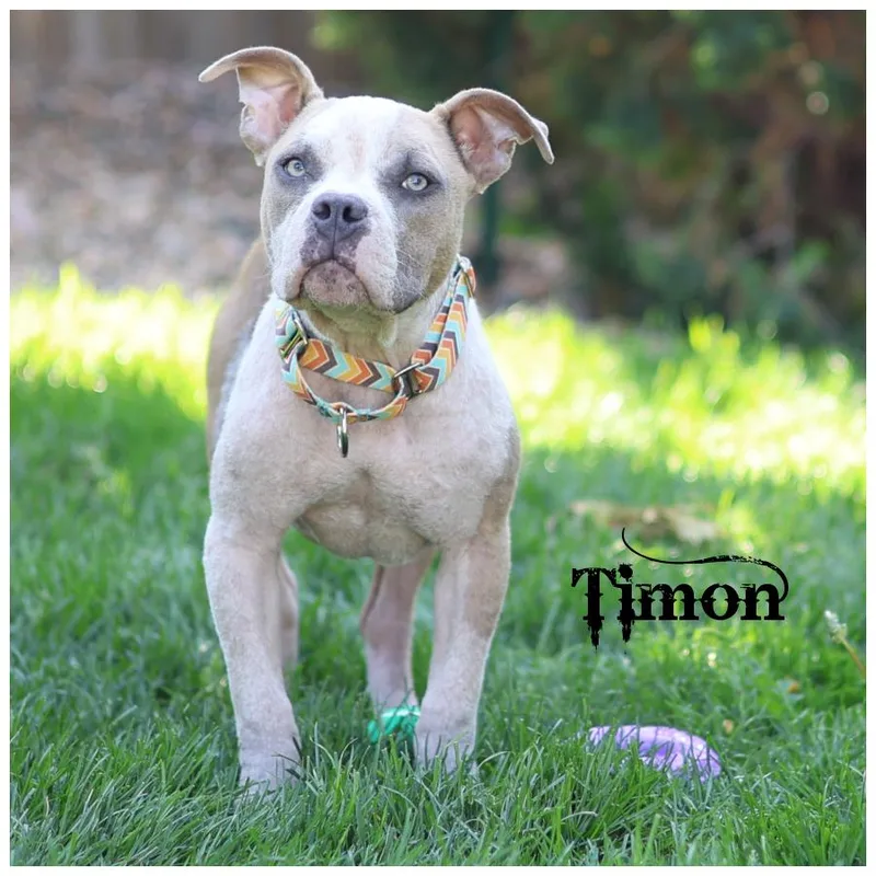Timon thumbnail 5