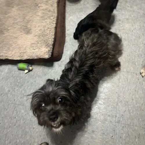 A young small-sized female Black Shih Tzu dog named Queen Charlotte for adoption in Broken Arrow, OK