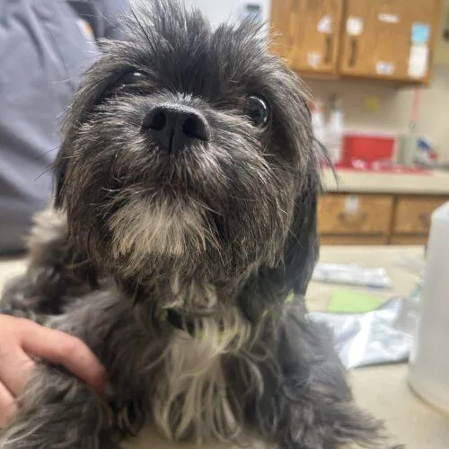 Queen Charlotte thumbnail 2