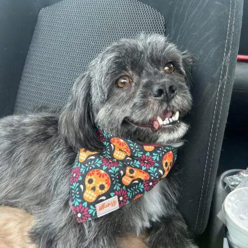 Queen Charlotte thumbnail 3