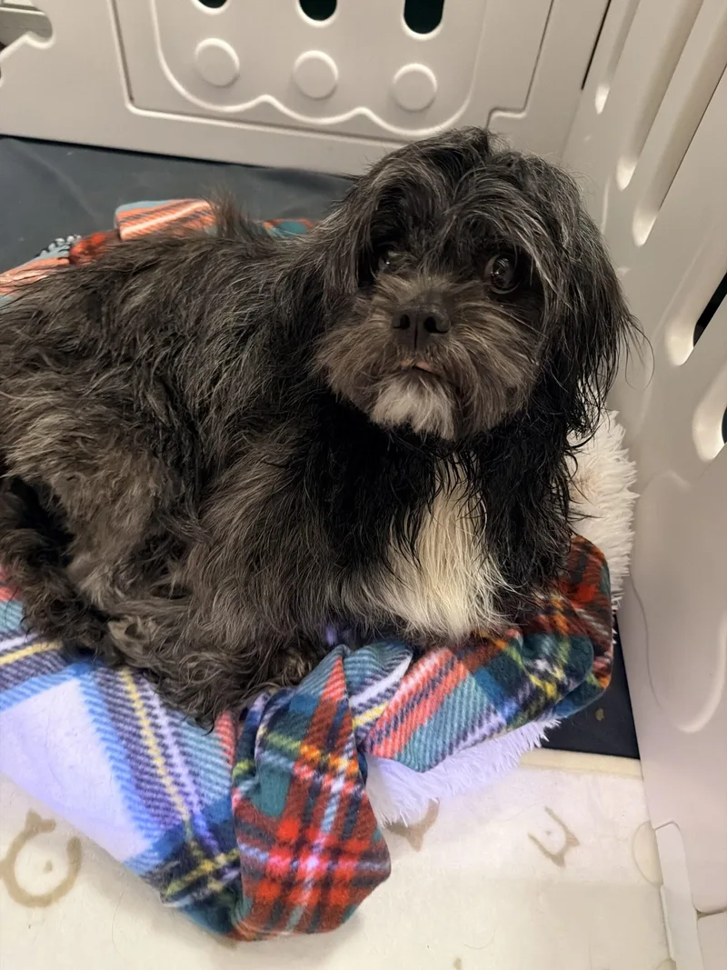 Queen Charlotte thumbnail 4