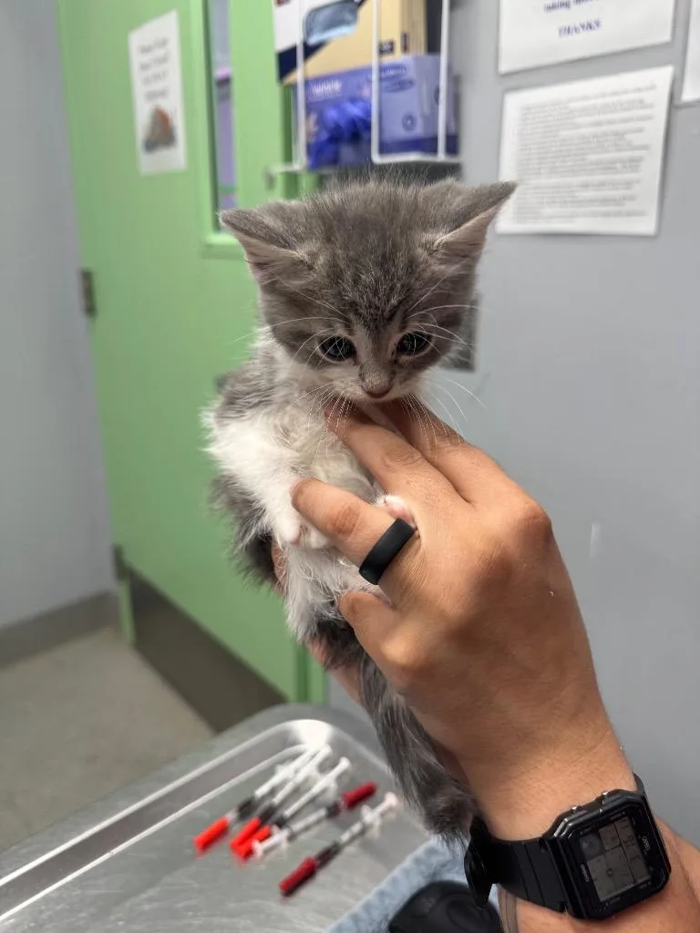 A baby medium-sized male Domestic Short Hair cat named Thunder for adoption in Bloomington, IN
