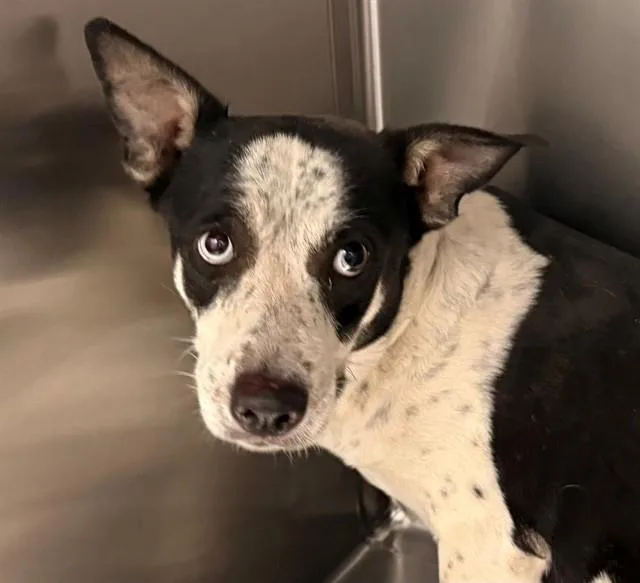 A young medium-sized female Australian Cattle Dog / Blue Heeler dog named Penelope for adoption in Tucson, AZ