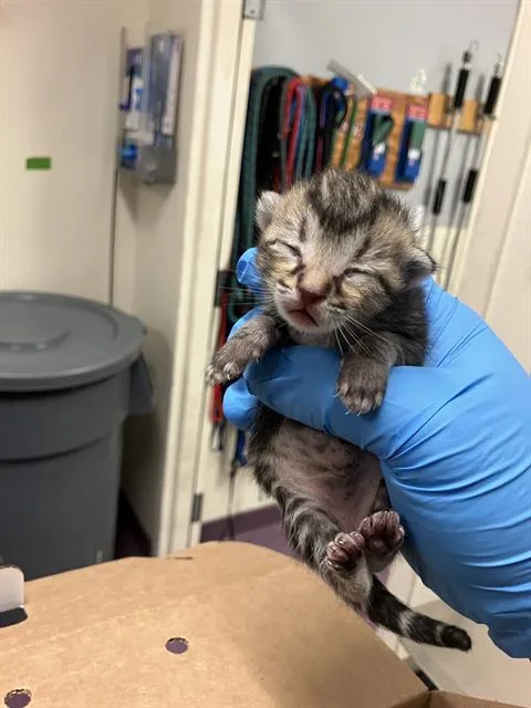 A baby small-sized male Domestic Short Hair cat named Aang for adoption in Long Beach, CA