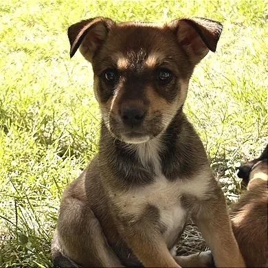 A baby medium-sized female Brown / Chocolate Mixed Breed dog named Patsy for adoption in Prescott, AZ