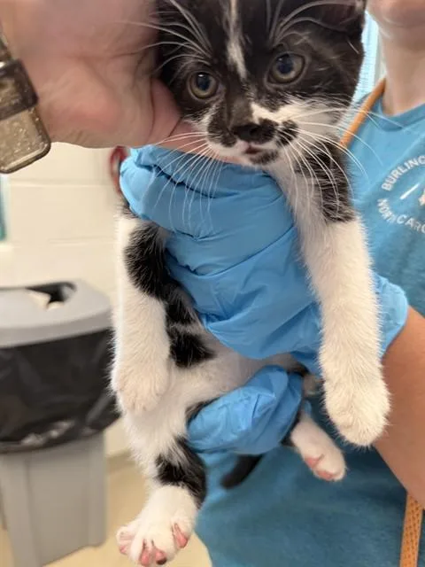 A baby small-sized female Domestic Short Hair cat named A for adoption in Haw River, NC