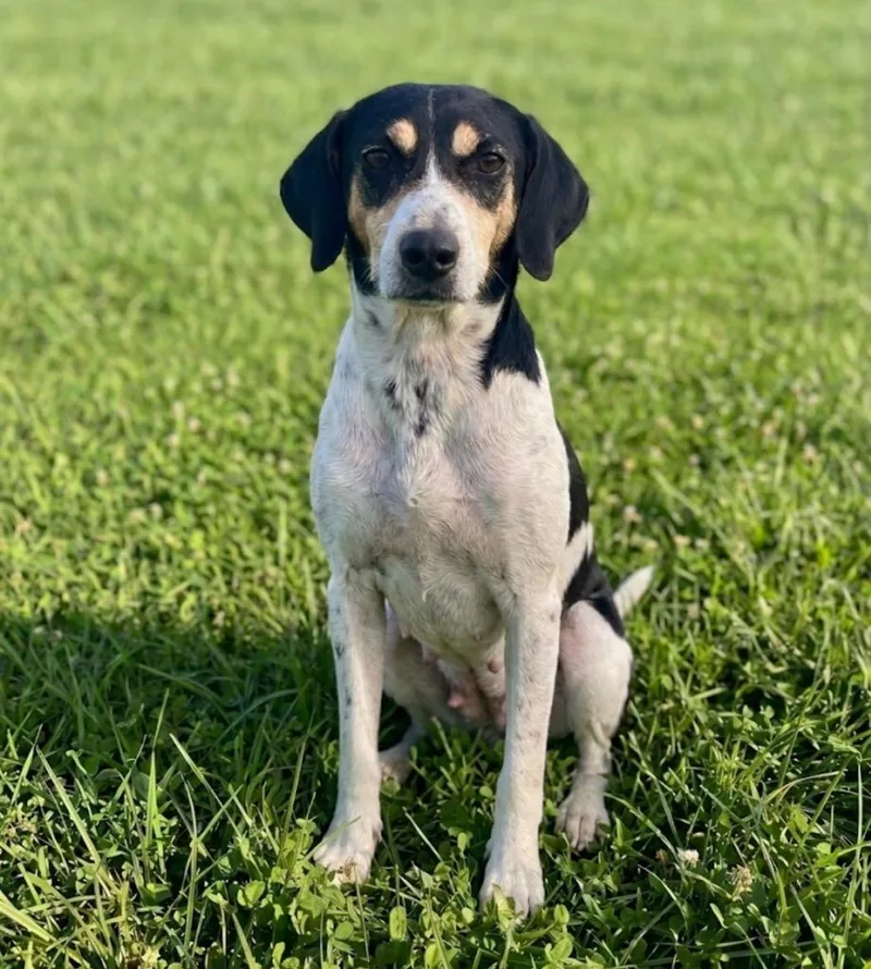 An adult medium-sized female Coonhound dog named Steffani for adoption in Wabash, IN