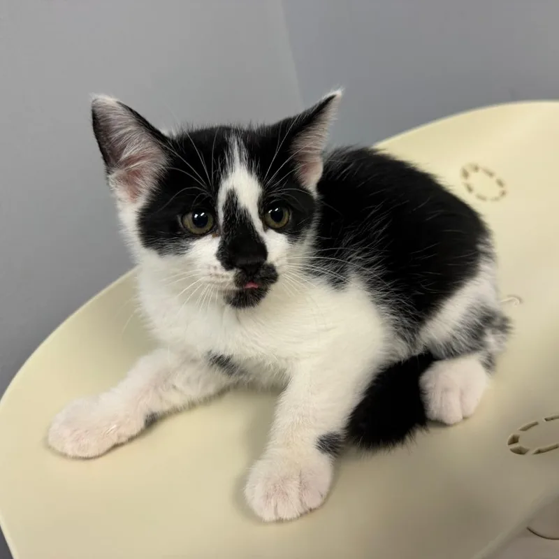 A baby small-sized female Domestic Medium Hair cat named Cow for adoption in Columbus, GA