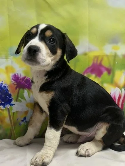 A young small-sized male Terrier dog named Jonah for adoption in San Antonio, TX