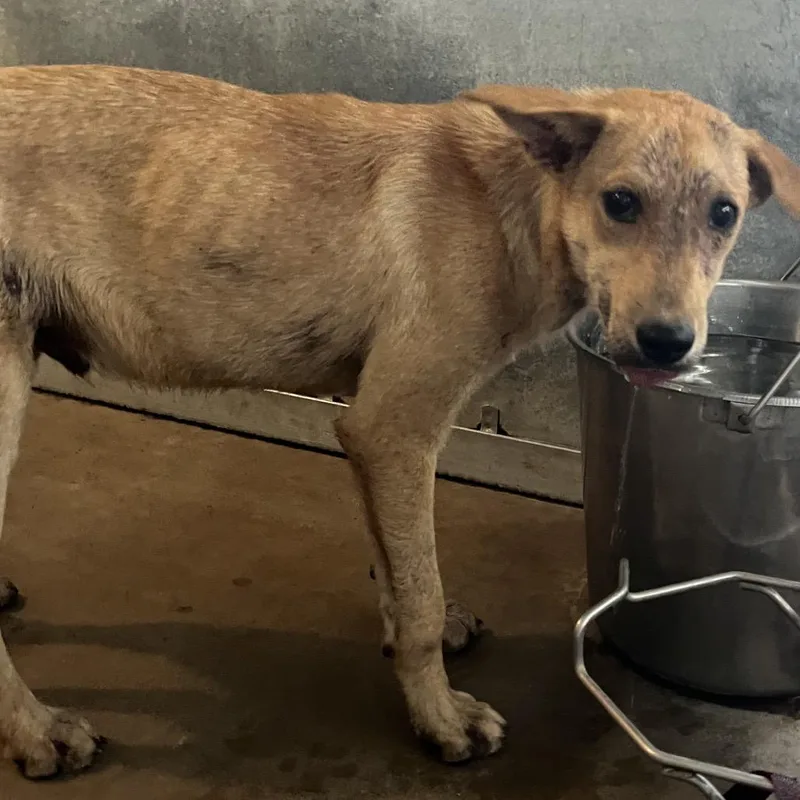 A young medium-sized male Brown / Chocolate Mixed Breed dog named Sparky for adoption in Edinburg, TX