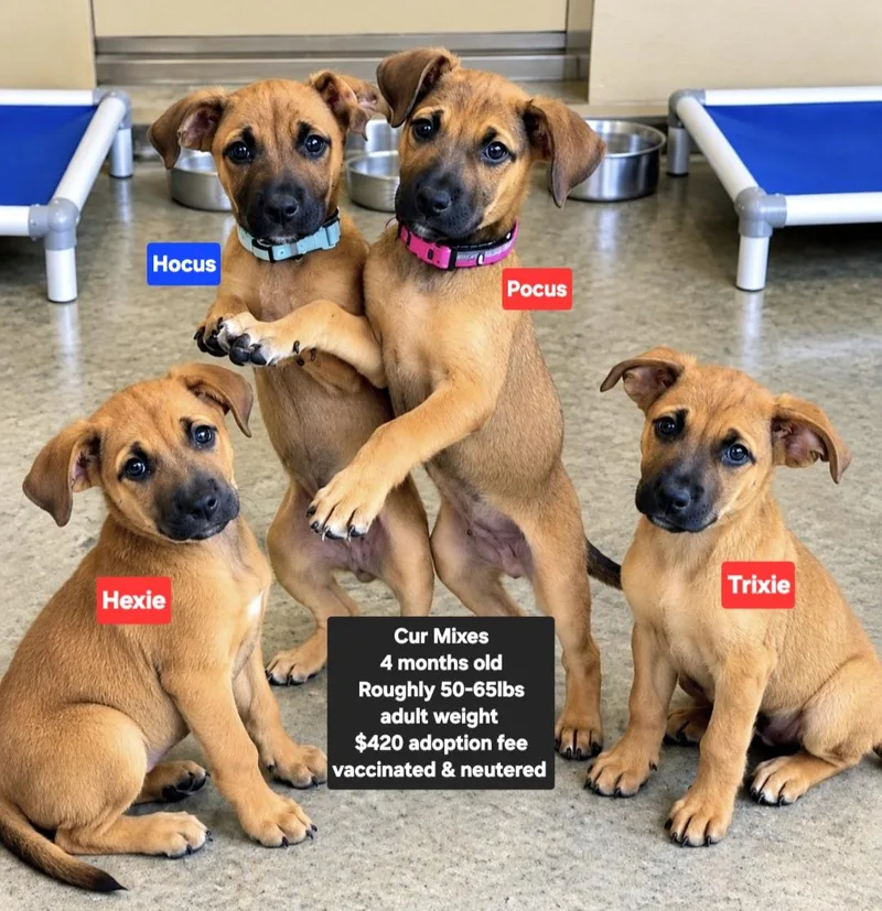 A baby large-sized female Black Mouth Cur dog named Trixie for adoption in Oviedo, FL