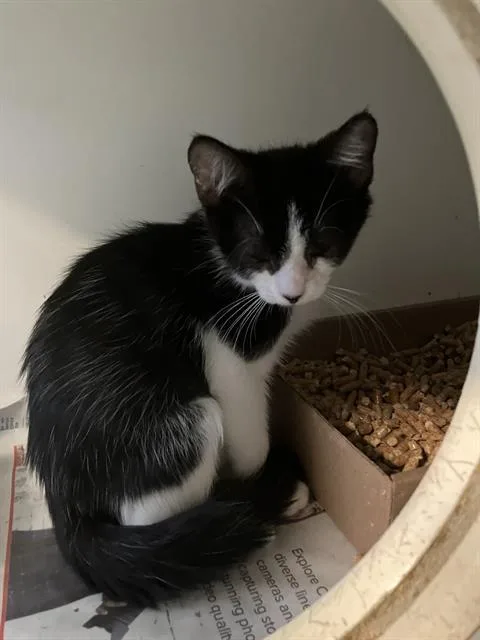 A baby small-sized male Domestic Short Hair cat named Lotus for adoption in Long Beach, CA