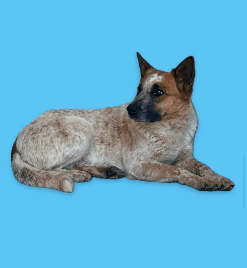 An adult medium-sized female Australian Cattle Dog / Blue Heeler dog named Sydney for adoption in Harrodsburg, KY