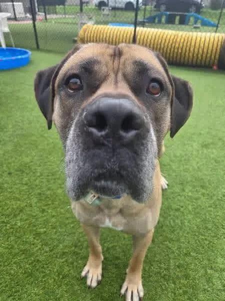 An adult extra large-sized male Apricot / Beige Mastiff dog named Huck for adoption in Westville, IN