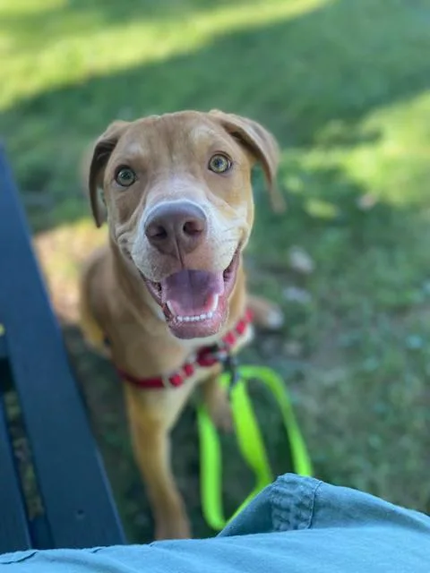A young medium-sized male Brown / Chocolate Hound dog named Hancock aka "Johnny Hancock" for adoption in Montour Falls, NY