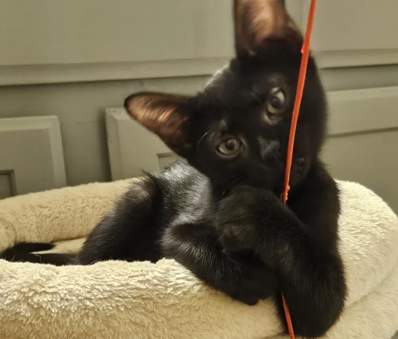 A baby small-sized female Black Domestic Short Hair cat named Breezy Bates for adoption in Chandler, AZ