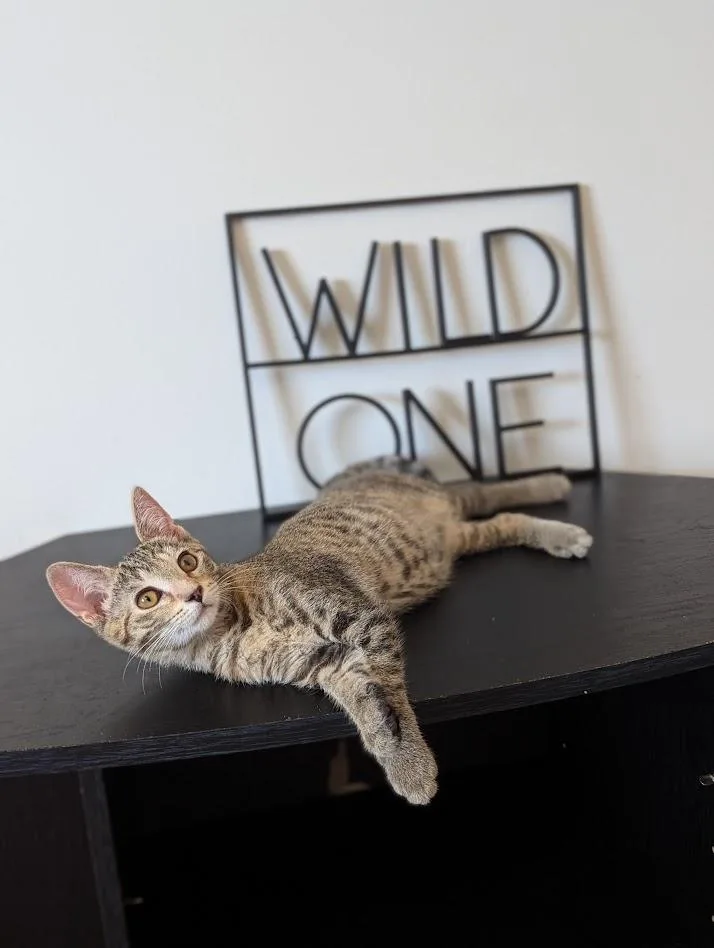 A baby small-sized female Tabby (Brown / Chocolate) Domestic Short Hair cat named Harmony for adoption in Hudsonville, MI