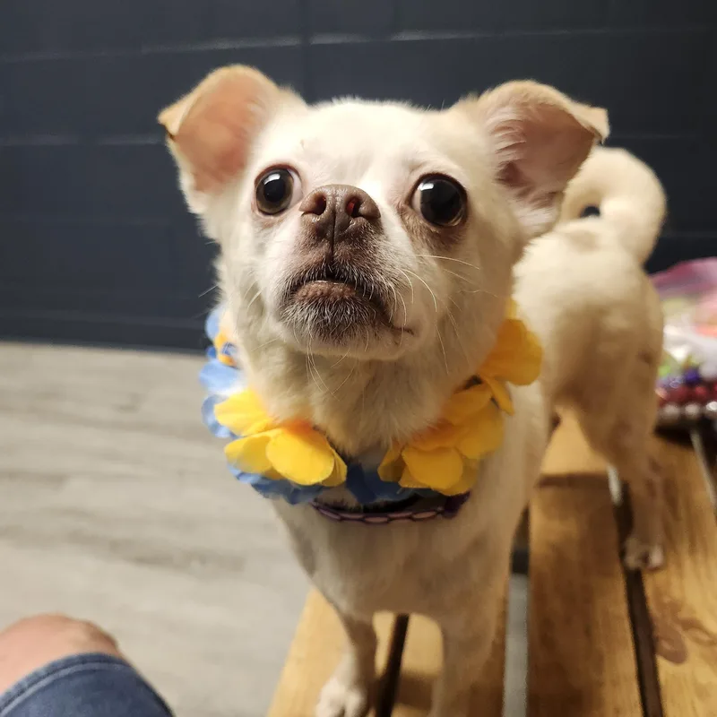 Egg Foo Young thumbnail 4