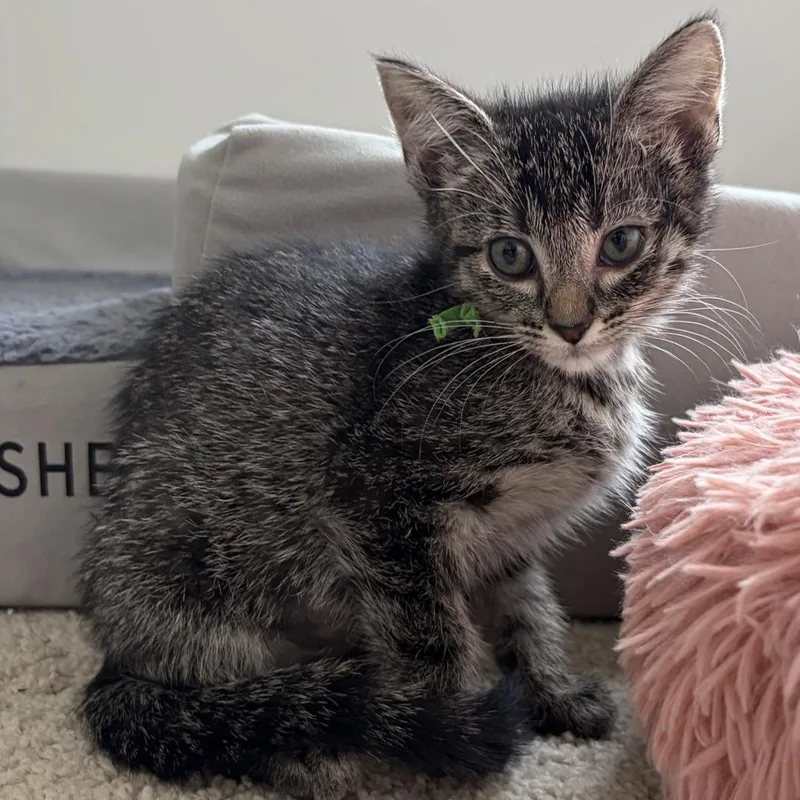 A baby medium-sized female Tabby (Gray / Blue / Silver) Domestic Short Hair cat named Monet for adoption in Murfreesboro, TN