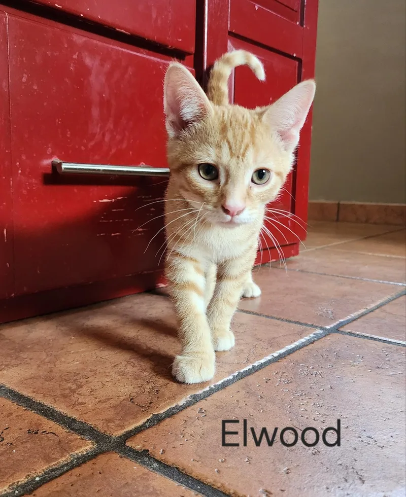 A baby small-sized male Orange / Red Domestic Short Hair cat named Elwood for adoption in Greenwood, IN