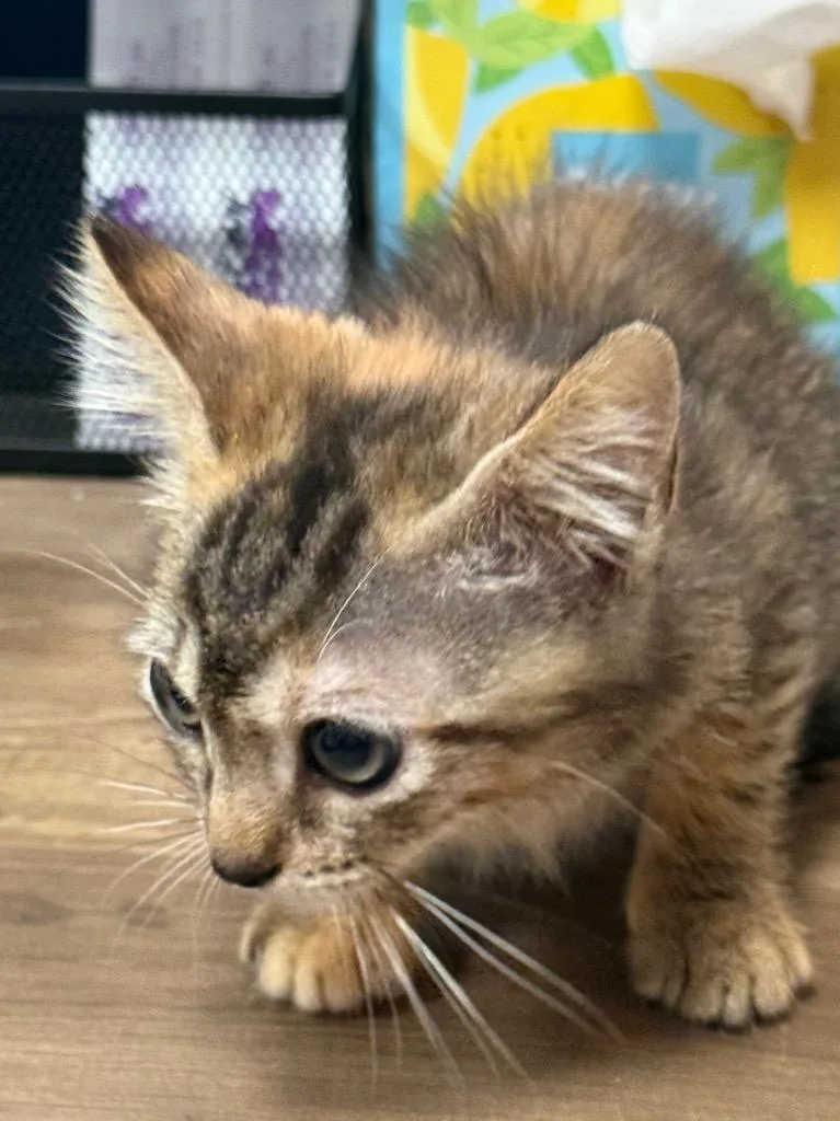 A baby small-sized female Domestic Short Hair cat named Rosey for adoption in Saint Francisville, LA