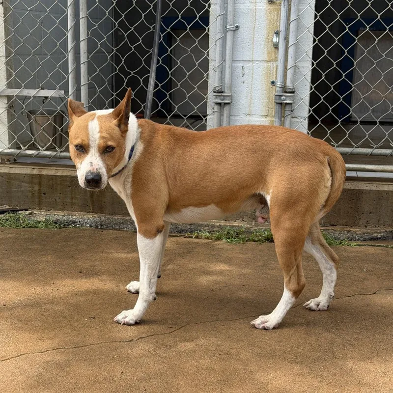 An adult large-sized male Yellow / Tan / Blond / Fawn Pit Bull Terrier dog named Frazier for adoption in Denison, TX