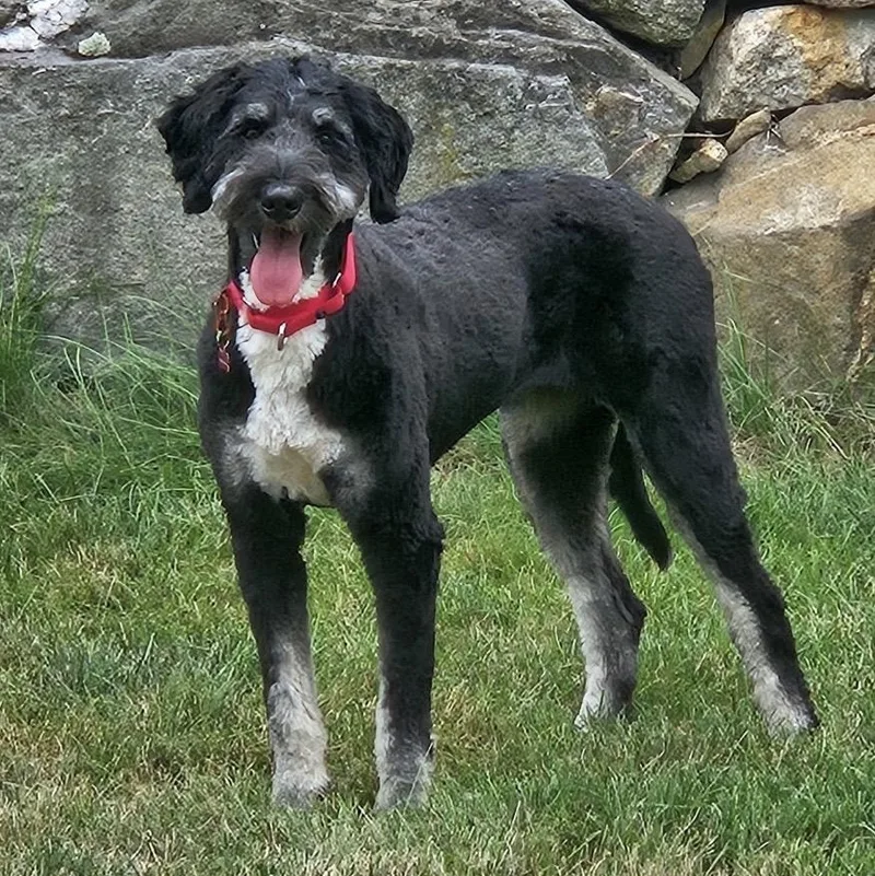 A young medium-sized female Black Bernedoodle dog named Chloe for adoption in Pelham, NH