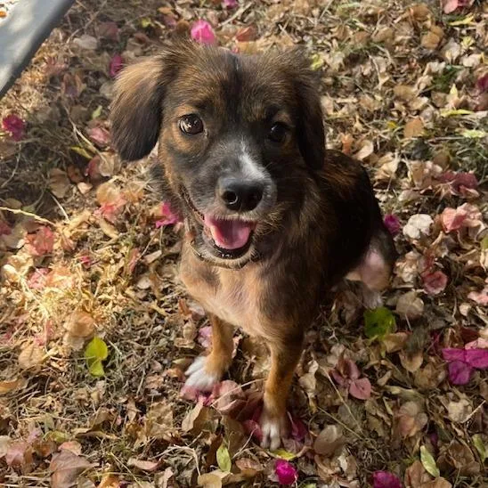 An adult small-sized female Chihuahua dog named Frida for adoption in Oceanside, CA