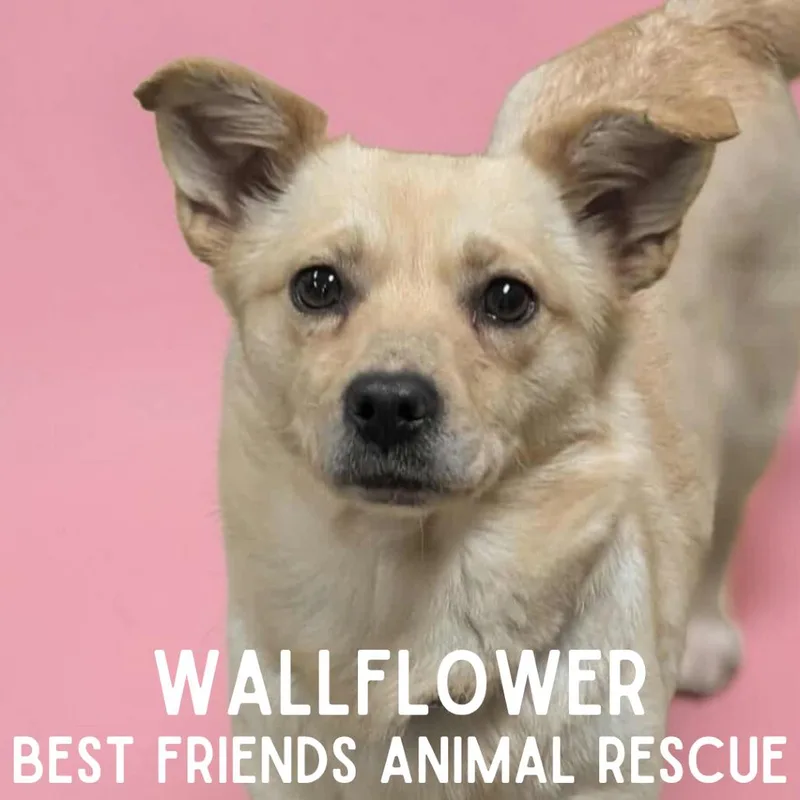 Wallflower thumbnail 2