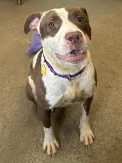 A young medium-sized female Brown / Chocolate Pit Bull Terrier dog named True for adoption in Cleveland, OH