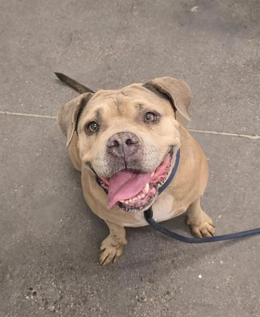 An adult small-sized female Pit Bull Terrier dog named Potato Bug for adoption in Mesa, AZ