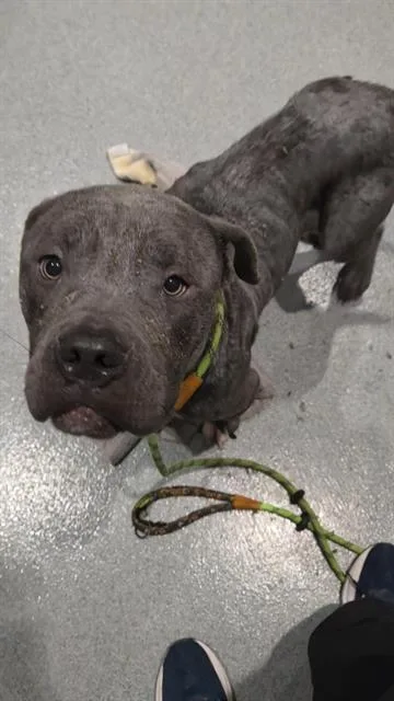 A young large-sized male Pit Bull Terrier dog named Cloudy for adoption in Indianapolis, IN