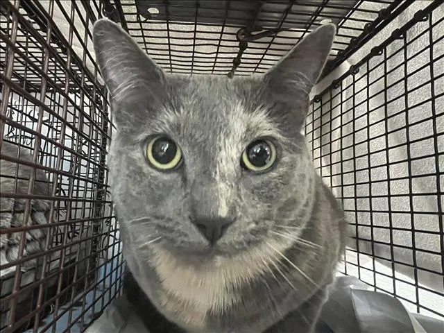 An adult small-sized female Domestic Short Hair cat named Dallas for adoption in San Pedro, CA