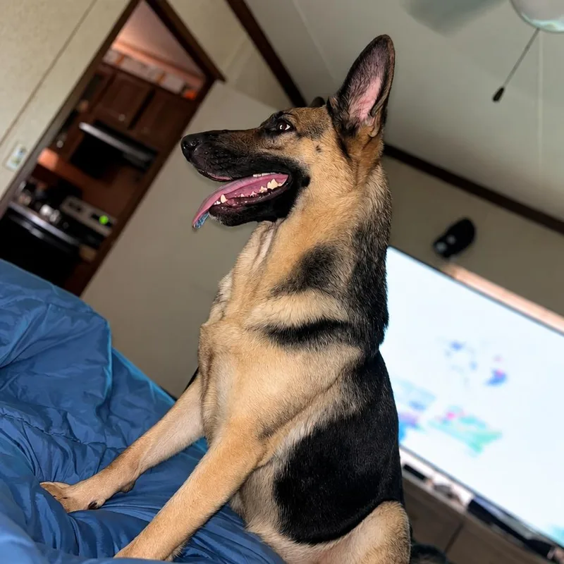 A young large-sized female German Shepherd Dog dog named Athena for adoption in Mobile, AL