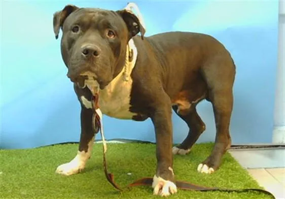 An adult extra large-sized male Pit Bull Terrier dog named Buccaneer for adoption in Gardena, CA