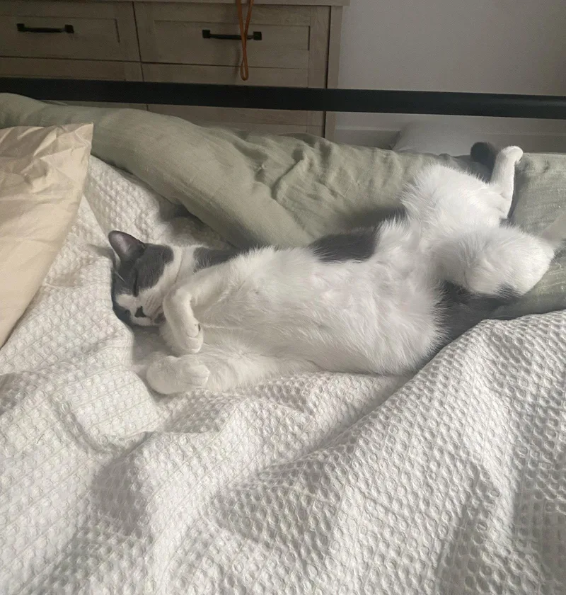 An adult medium-sized male Gray & White Domestic Short Hair cat named Rocky for adoption in Coatesville, PA