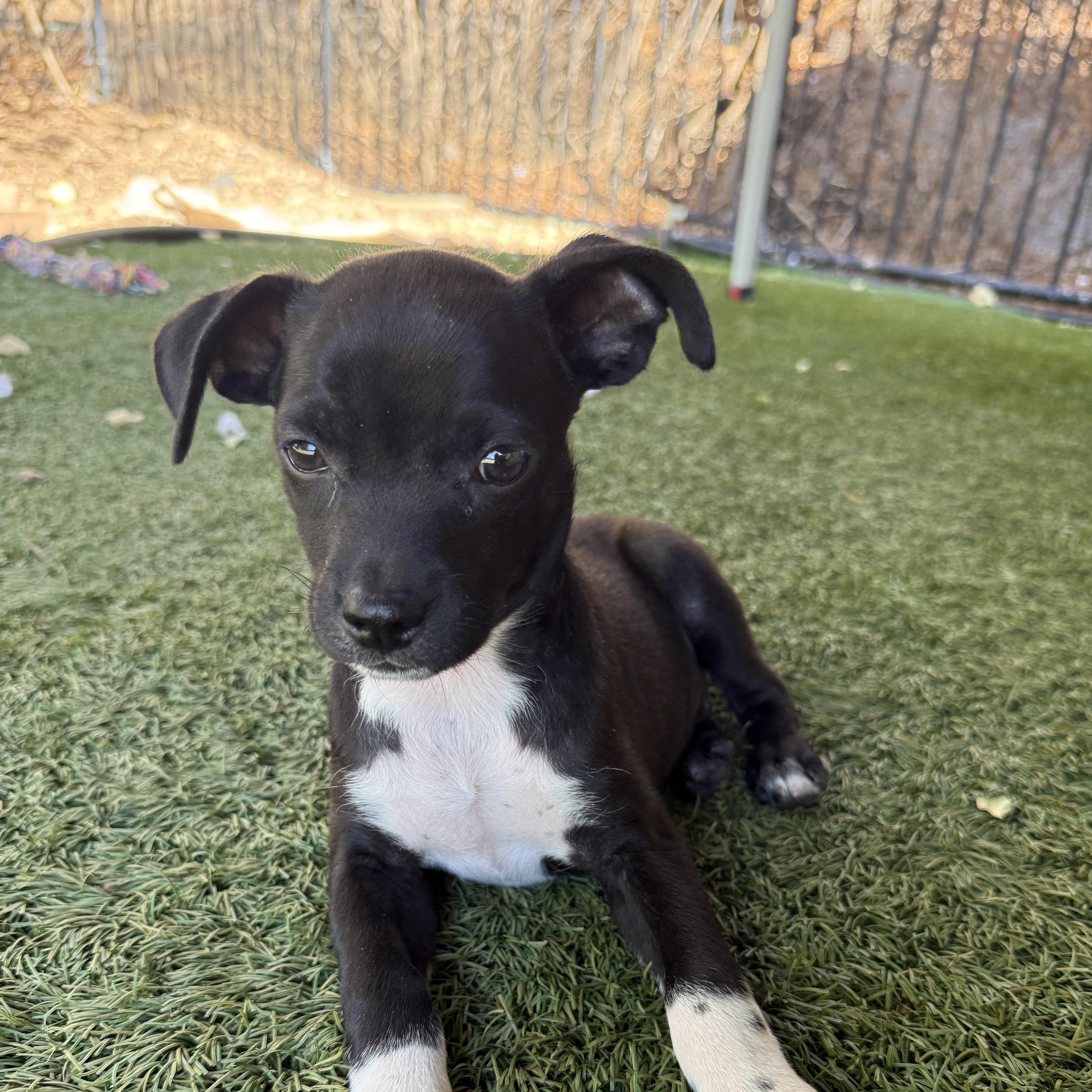 A baby small-sized male Pug dog named Hawker for adoption in San Diego, CA