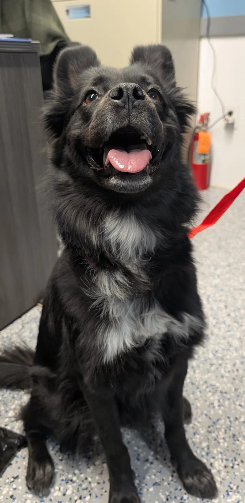 An adult medium-sized female Border Collie dog named Olive for adoption in Benson, AZ