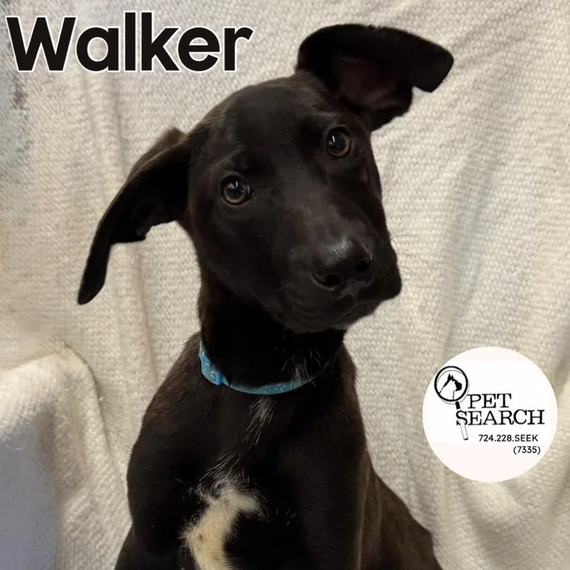 Walker