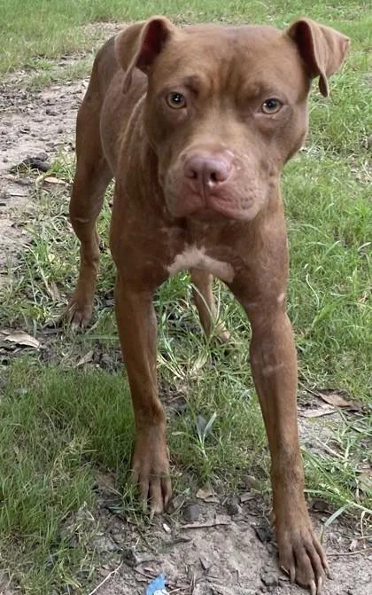 A young medium-sized female American Staffordshire Terrier dog named Chewie for adoption in Conway, SC
