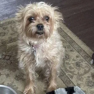 A senior small-sized female Terrier dog named Gracie for adoption in Dallas, TX
