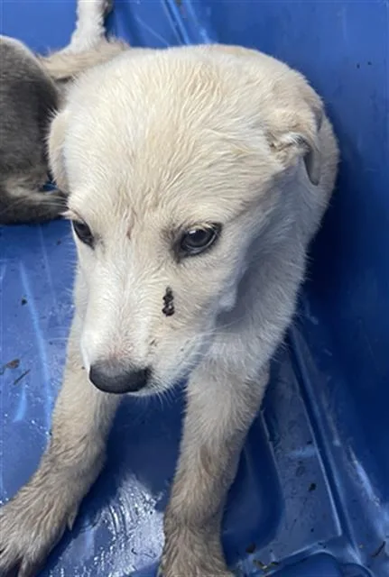 A baby large-sized female Mixed Breed dog named Queenie for adoption in Dallas, TX