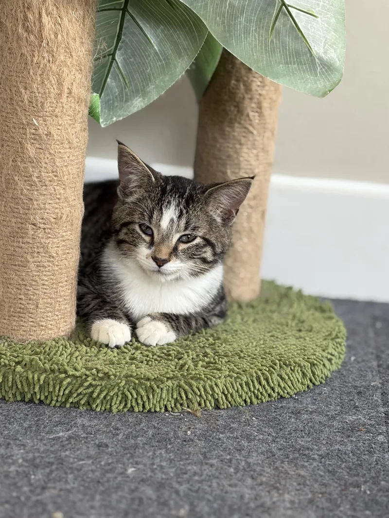 A baby medium-sized male White Domestic Short Hair cat named Josh for adoption in Greensburg, PA